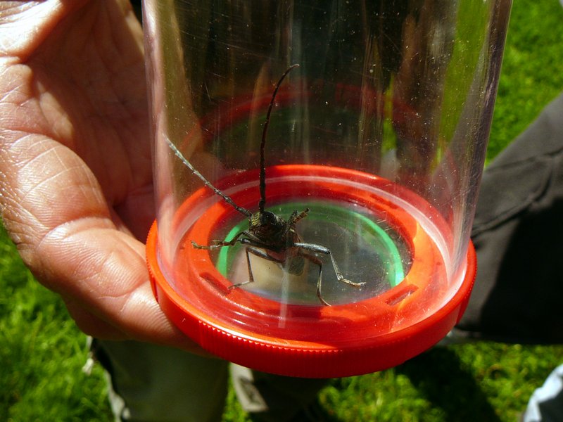 Petit capricorne   Cerambyx scopolii 001